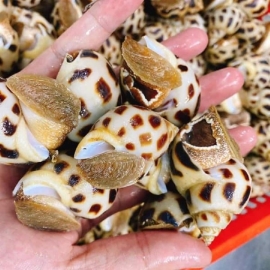ỐC HƯƠNG SỐNG